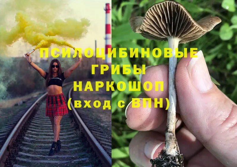 kraken ТОР  Ковдор  Галлюциногенные грибы Psilocybe  где можно купить наркотик 